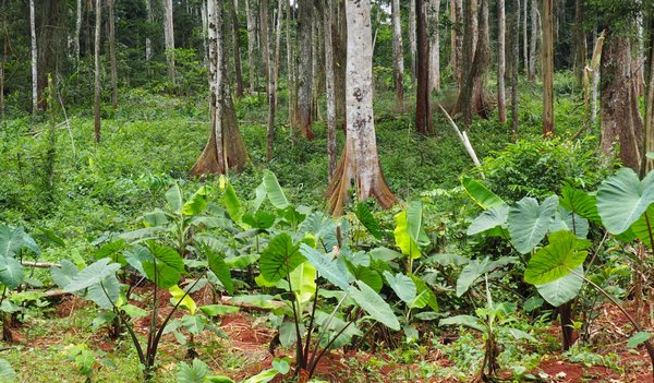 2210 Kongo - MDA (7)