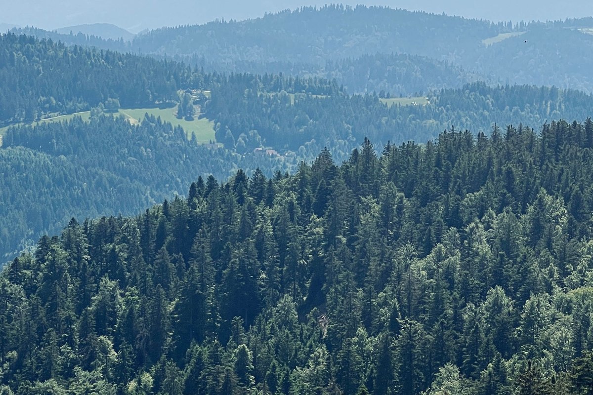 pexels-smithanittur-37788118