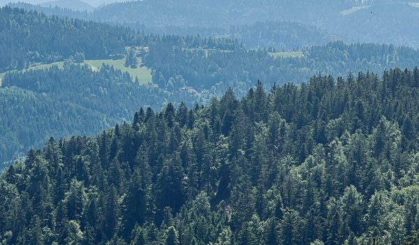 pexels-smithanittur-37788118